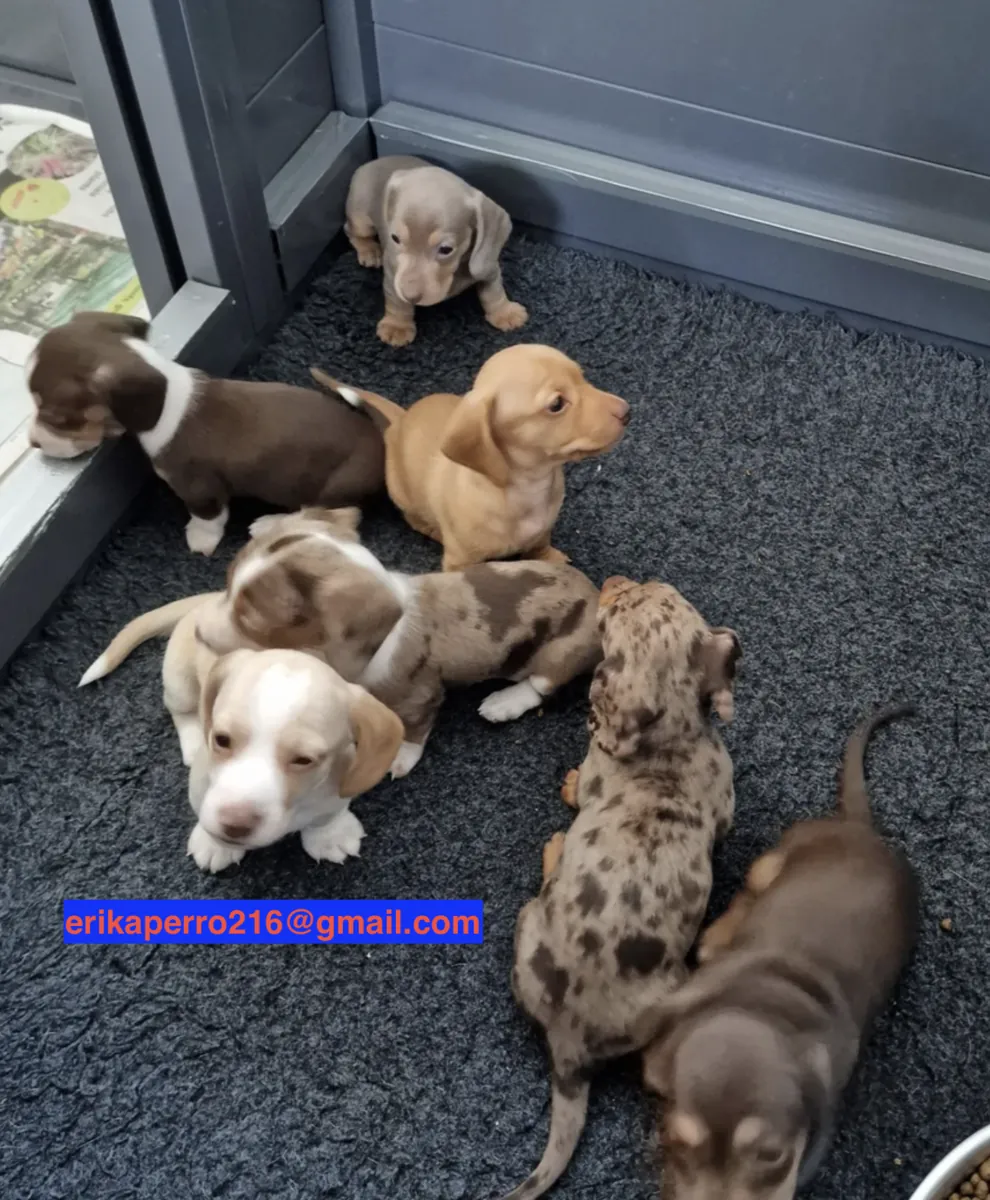 Regalo cachorros Dachshund (macho y hembra)