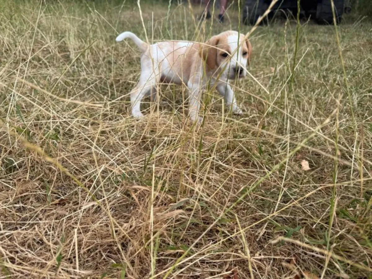 Beagle Puppies (male and female) for adoption