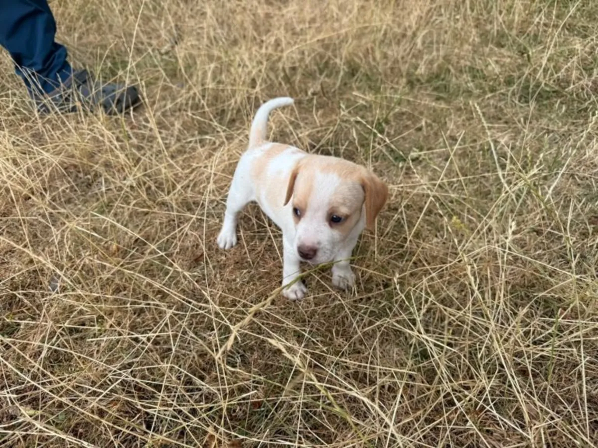 Beagle Puppies (male and female) for adoption