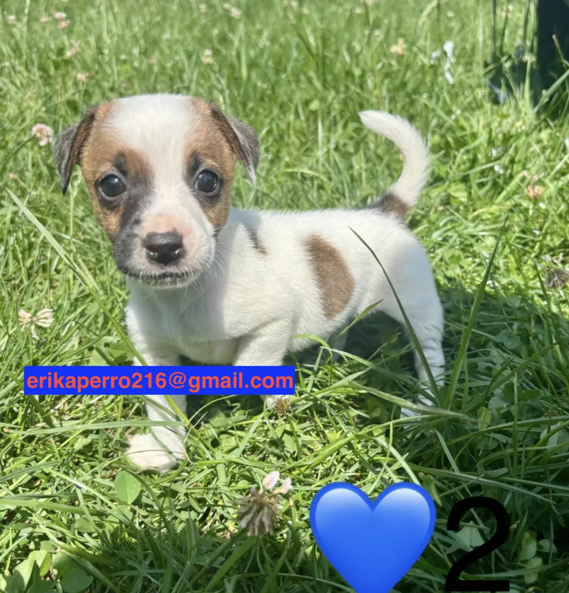 Cachorros Beagle (macho y hembra) para adopción
