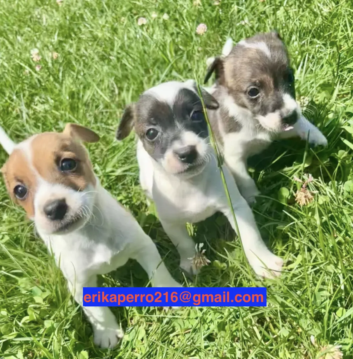 Cachorros Beagle (macho y hembra) para adopción