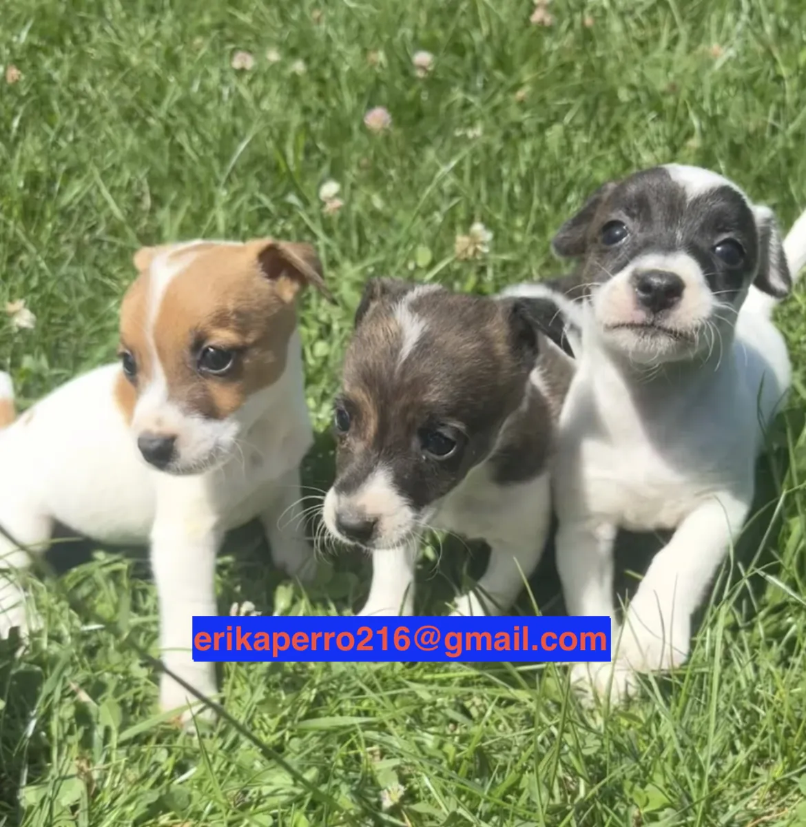 Cachorros Beagle (macho y hembra) para adopción