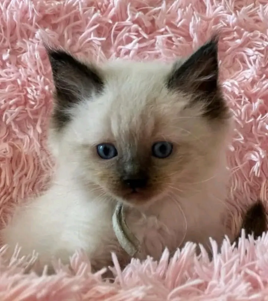 Gatitos Ragdoll esponjosos – sanos y bien socializados