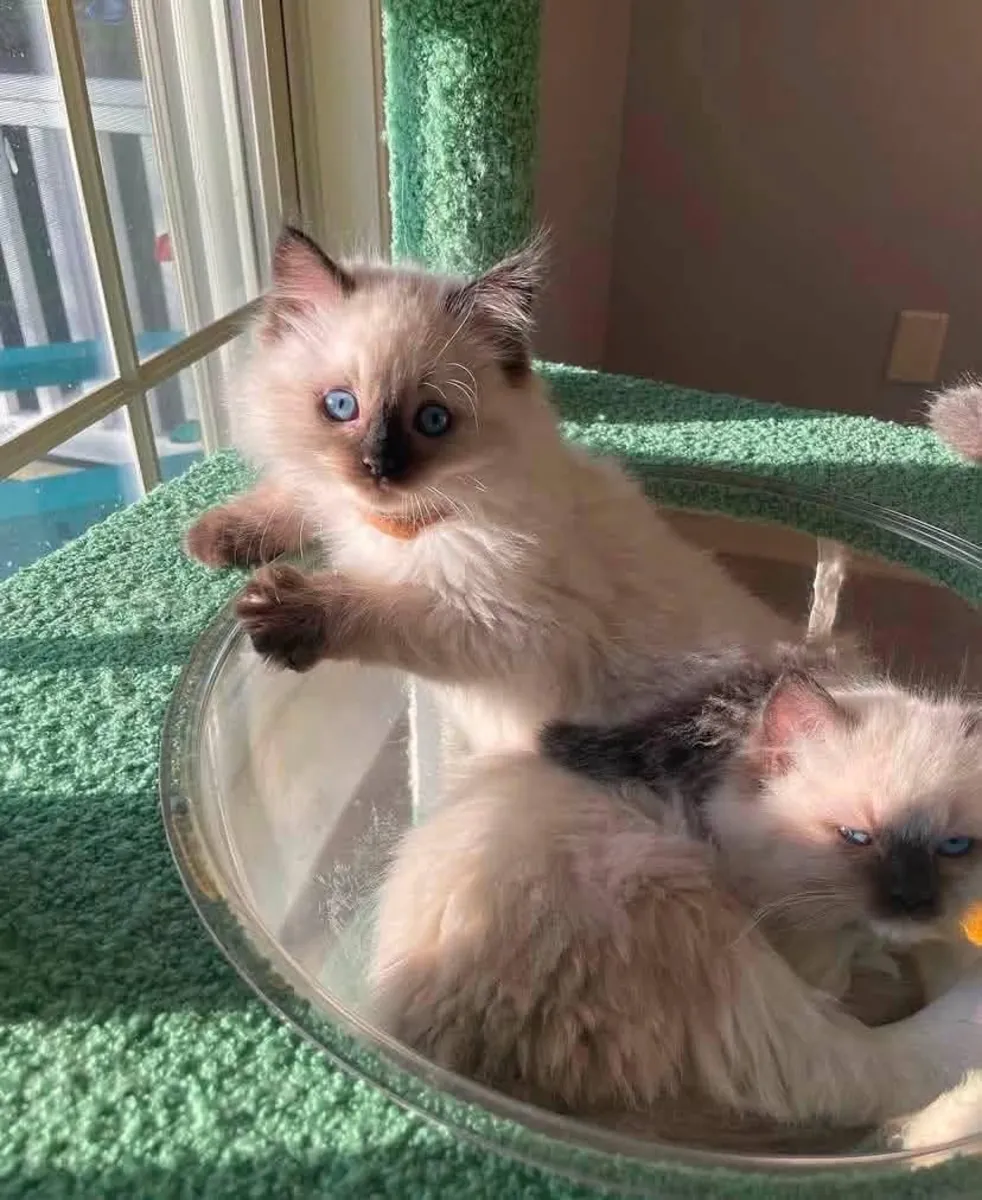 稀有的拉格多尔小猫 – 现在预定