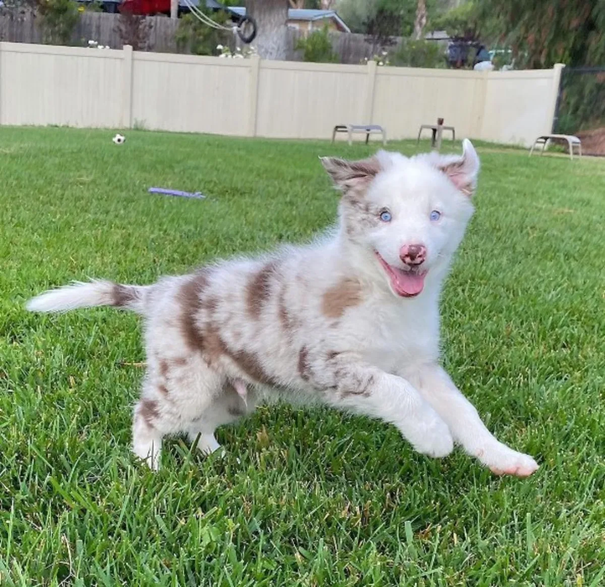 Regalo Cachorros Border Collie disponibles para adopción