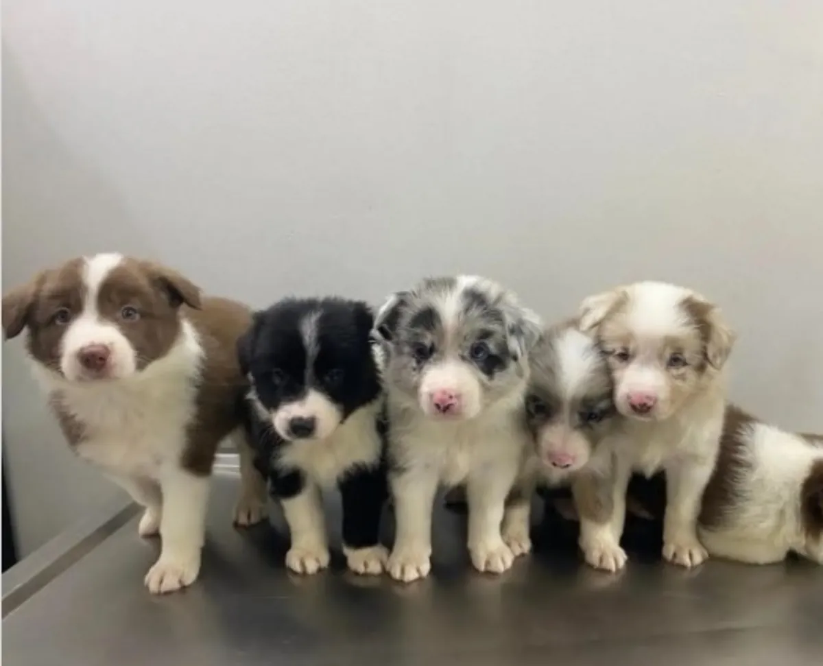 Regalo Cachorros Border Collie disponibles para adopciónq