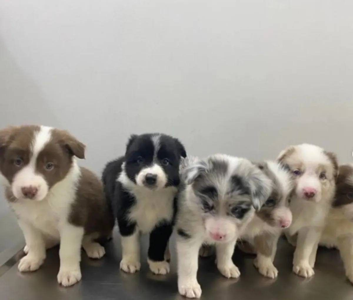 Regalo Cachorros Border Collie disponibles para adopciónw