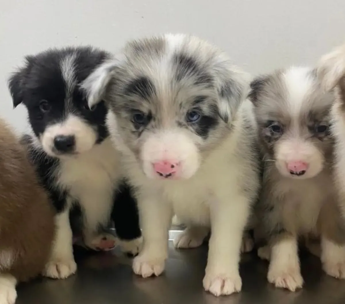 Regalo Cachorros Border Collie disponibles para adopciónr
