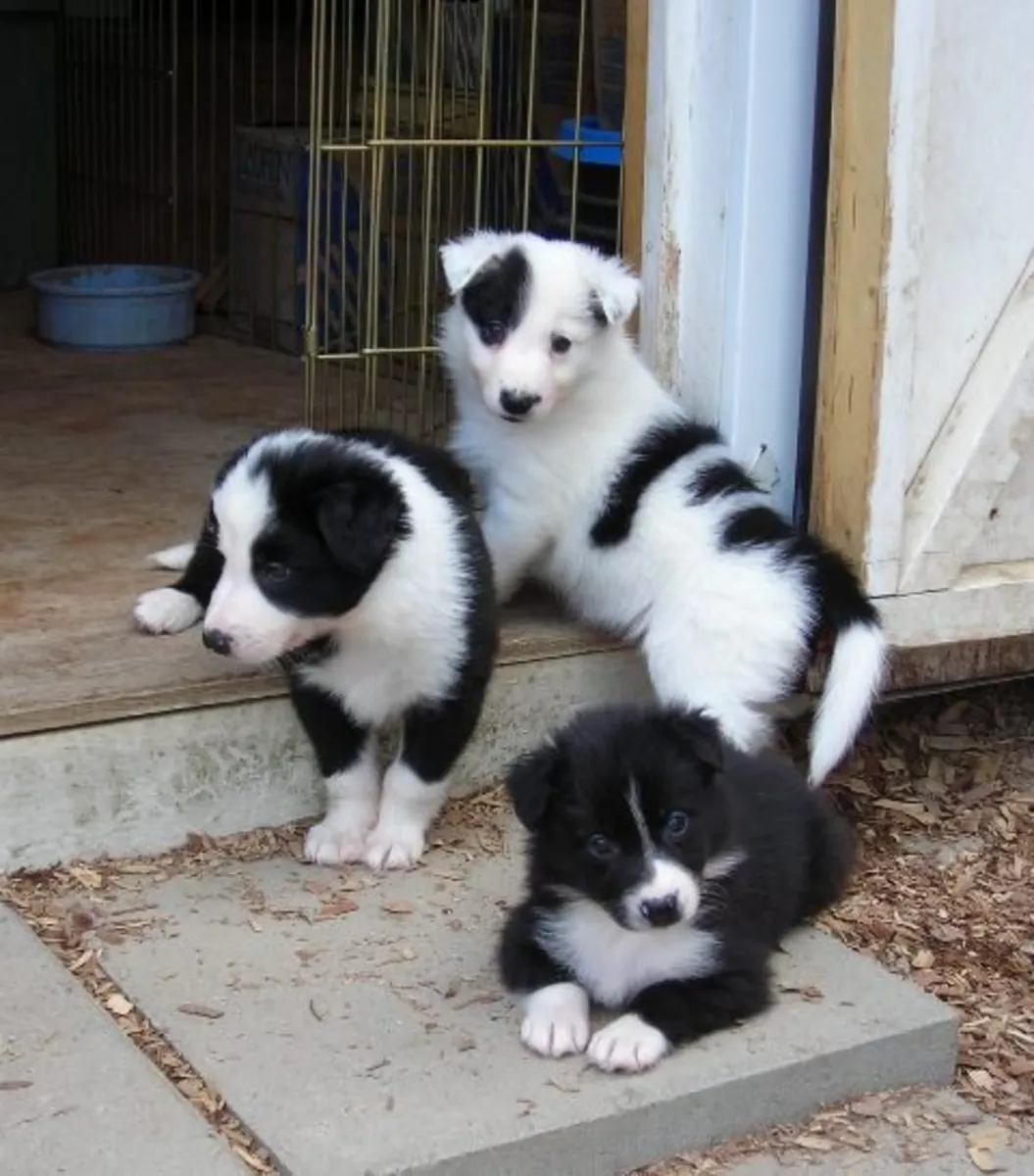 Regalo Cachorros Border Collie disponibles para adopciónu