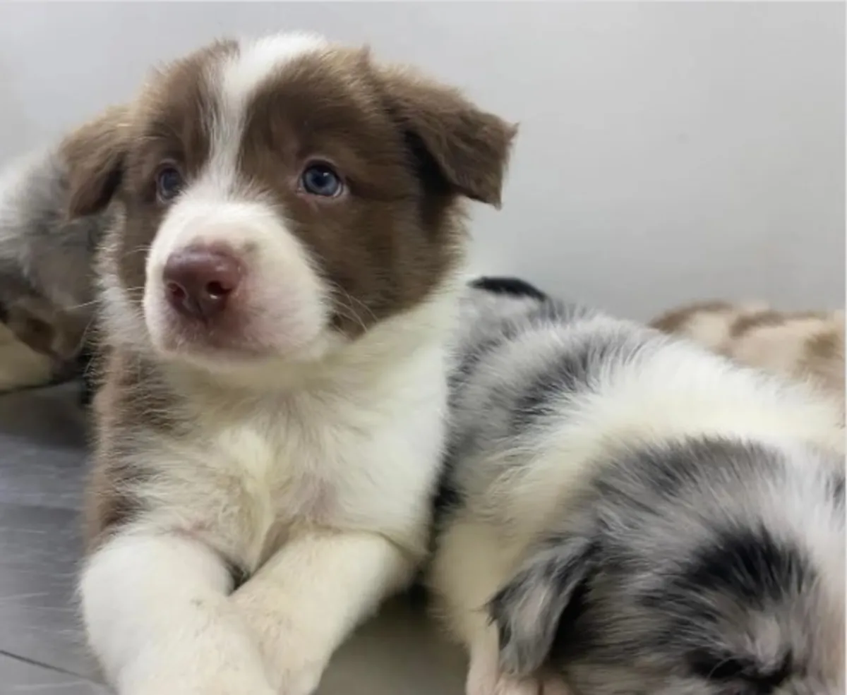Regalo Cachorros Border Collie disponibles para adopciónty
