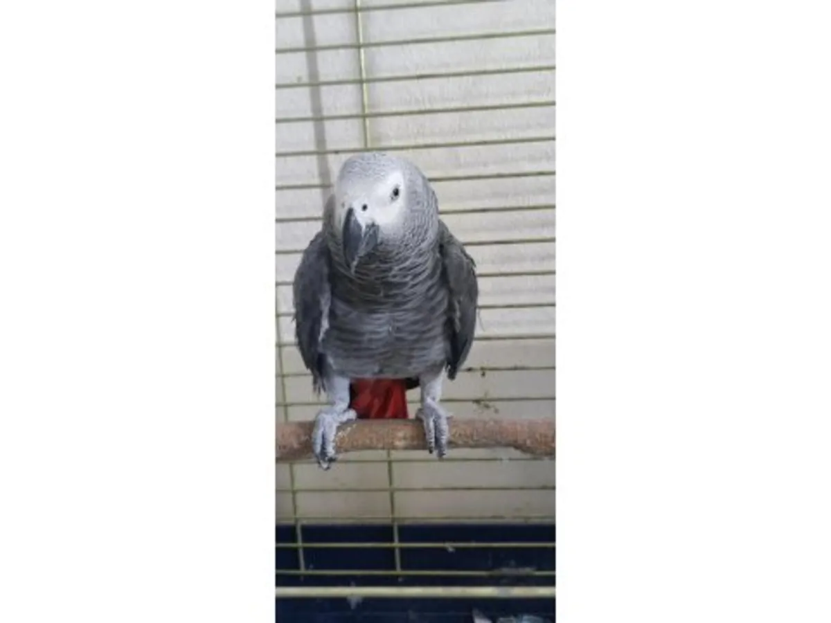 Des perroquets gris d'Afrique, habitués à la vie en famille, recherchent de nouveaux propriétaires.