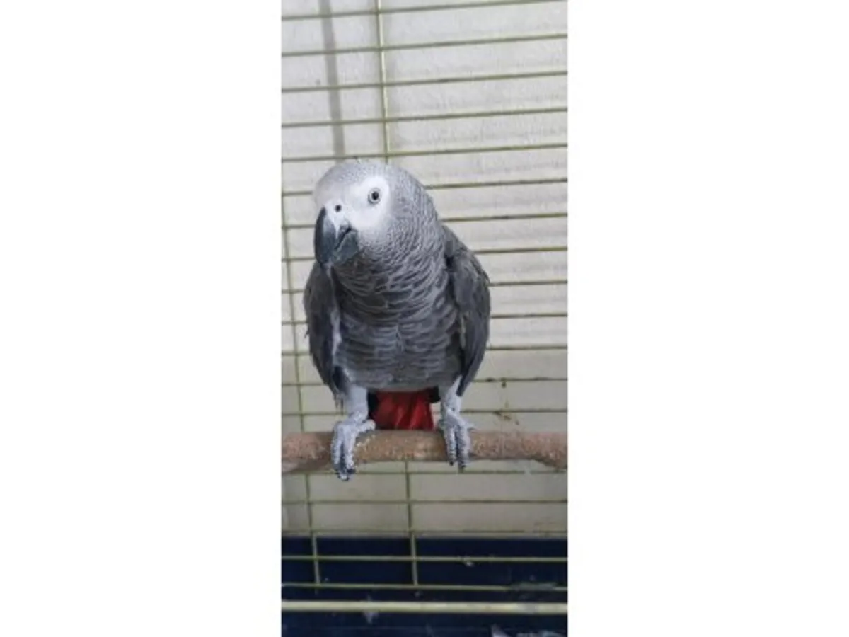 Des perroquets gris d'Afrique, habitués à la vie en famille, recherchent de nouveaux propriétaires.