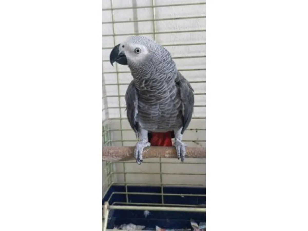 Des perroquets gris d'Afrique, habitués à la vie en famille, recherchent de nouveaux propriétaires.