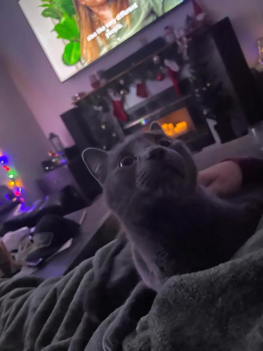 安静优雅的俄罗斯蓝猫寻找新家庭