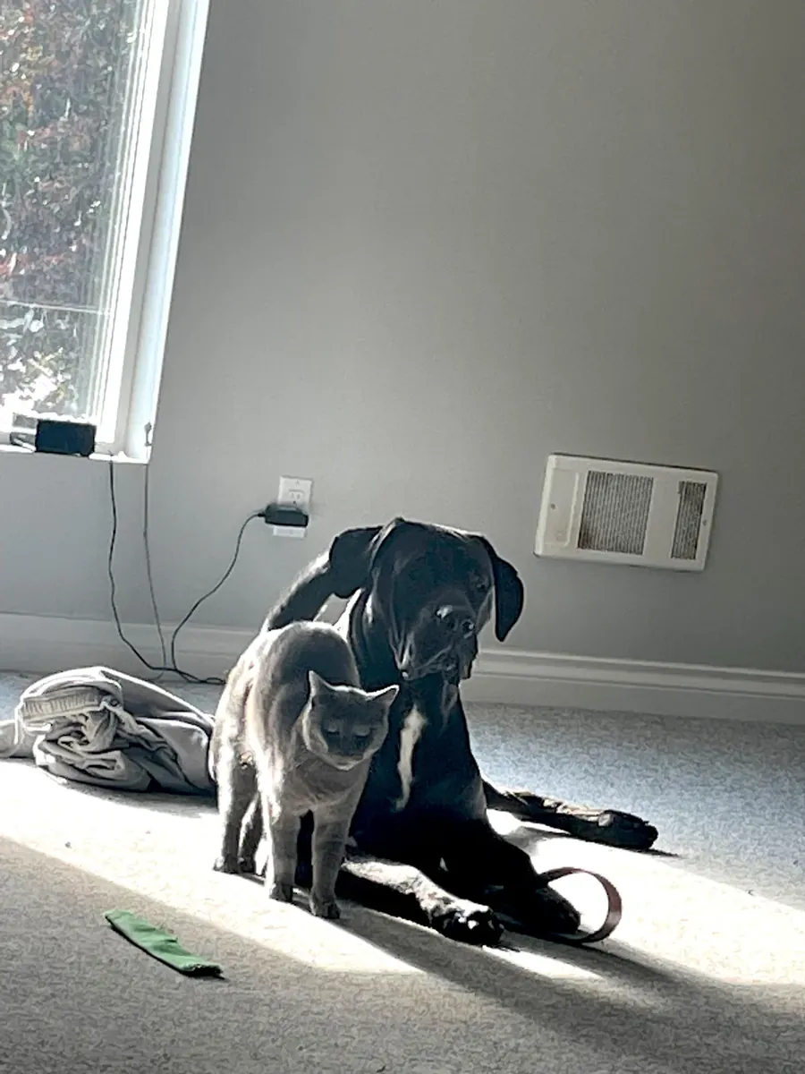 安静优雅的俄罗斯蓝猫寻找新家庭