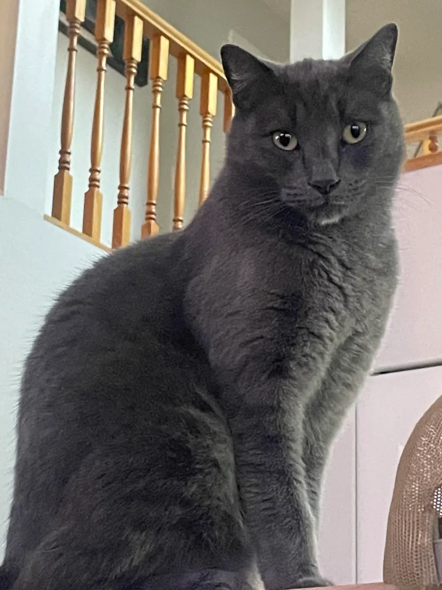 安静优雅的俄罗斯蓝猫寻找新家庭