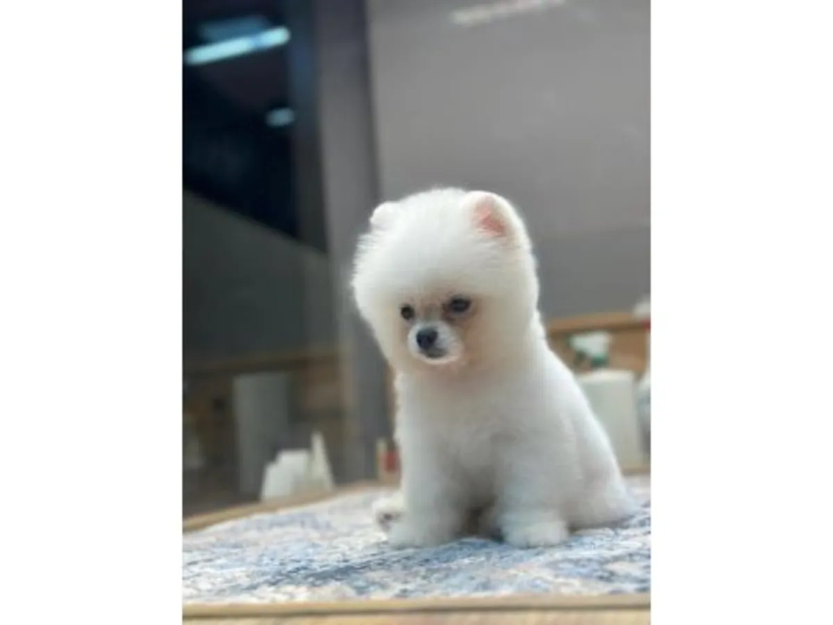 Chiot Poméranien blanc élevé en famille