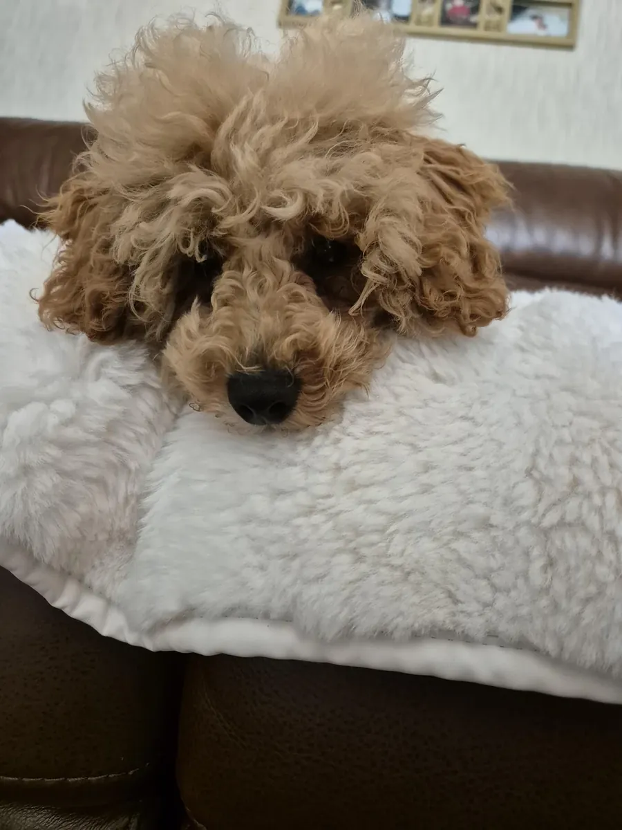 Коричневый пудель, который любит ежедневные прогулки.