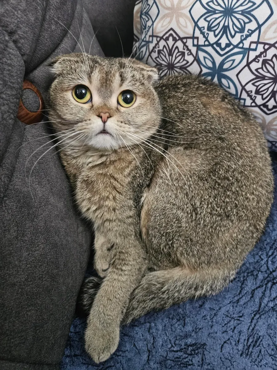 Le chaton, les oreilles repliées, espère trouver un nouveau maître.