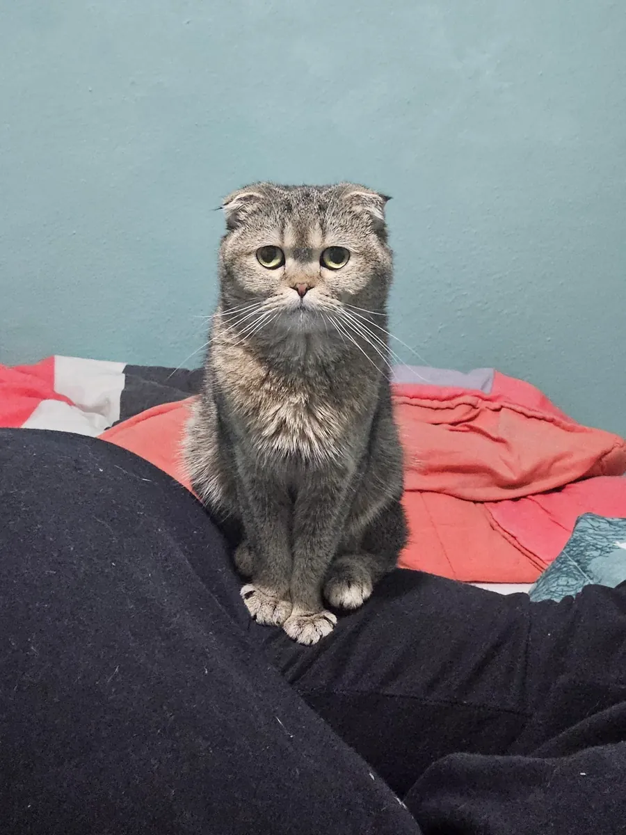 Le chaton, les oreilles repliées, espère trouver un nouveau maître.