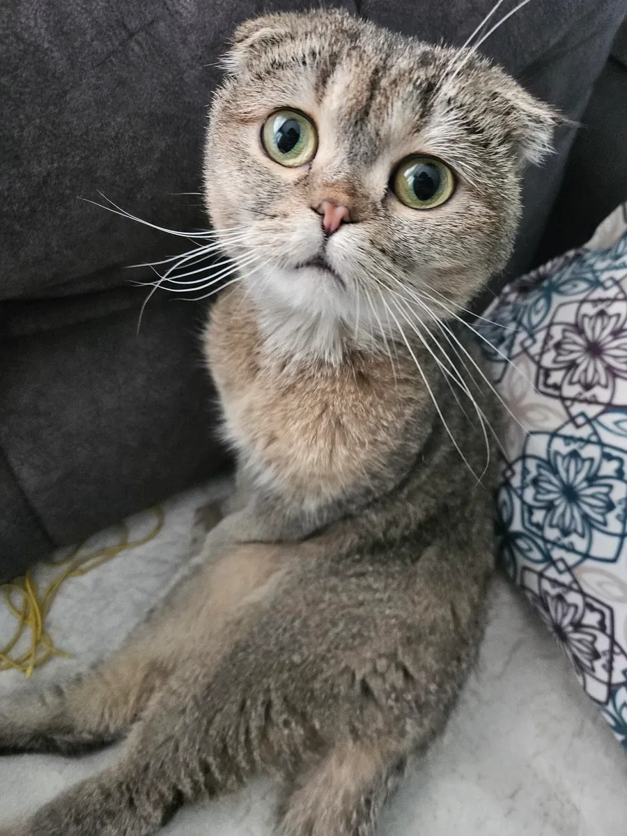 Le chaton, les oreilles repliées, espère trouver un nouveau maître.