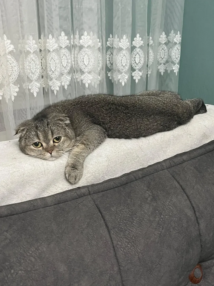 Le chaton, les oreilles repliées, espère trouver un nouveau maître.