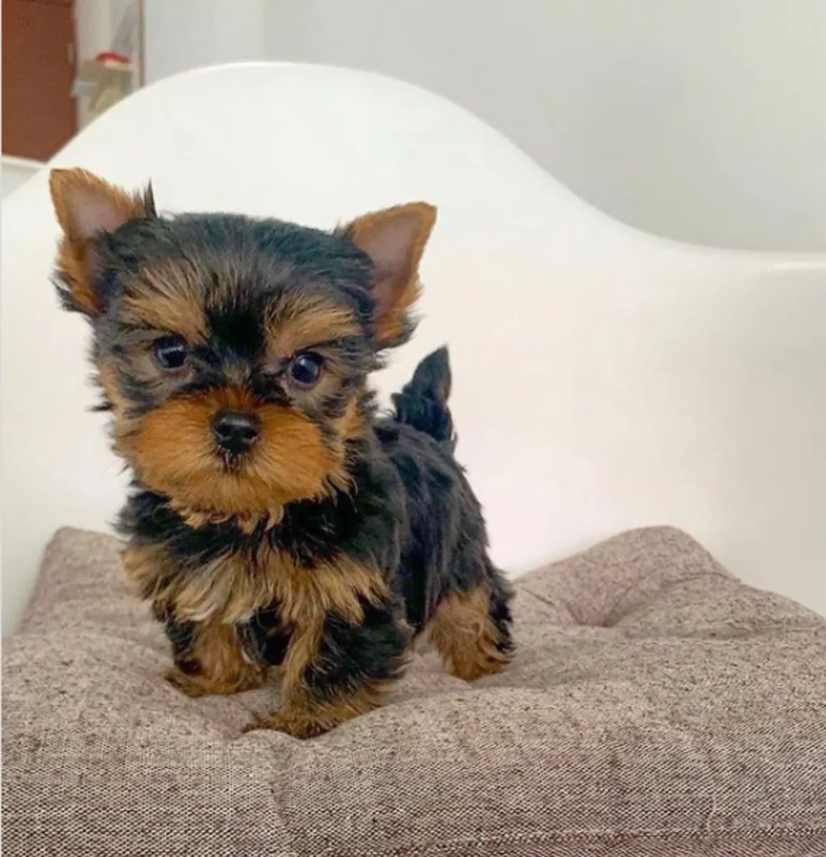 Regalo Cachorros de Yorkshire terrier adopción