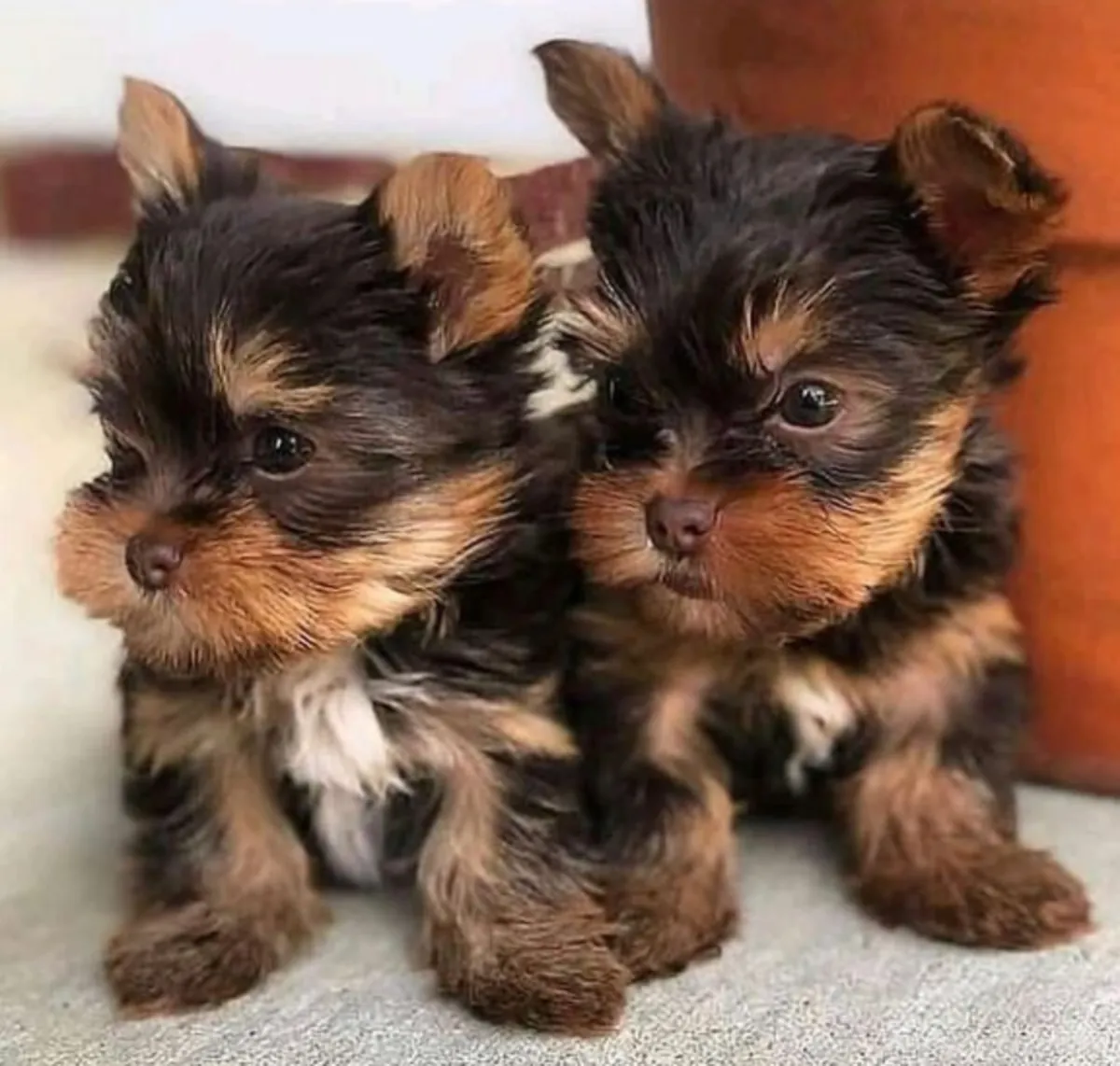 Regalo Cachorros de Yorkshire terrier adopción2