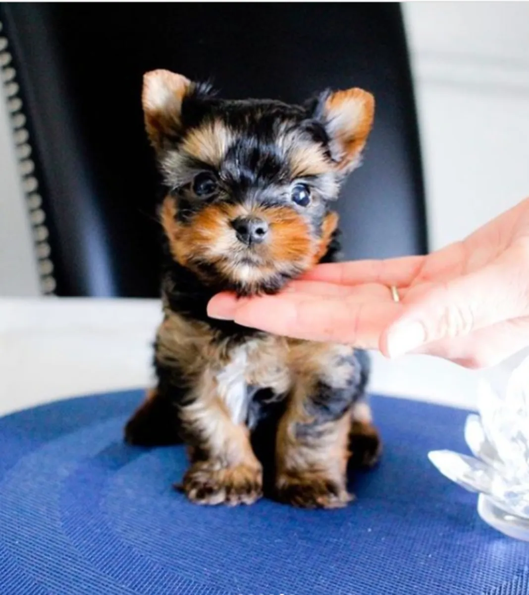 Regalo Cachorros de Yorkshire terrier adopción3