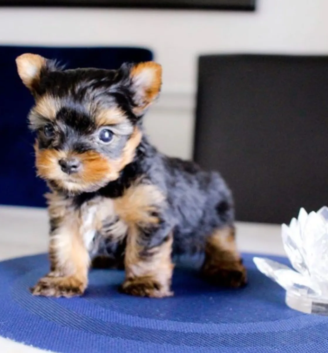 Regalo Cachorros de Yorkshire terrier adopción4