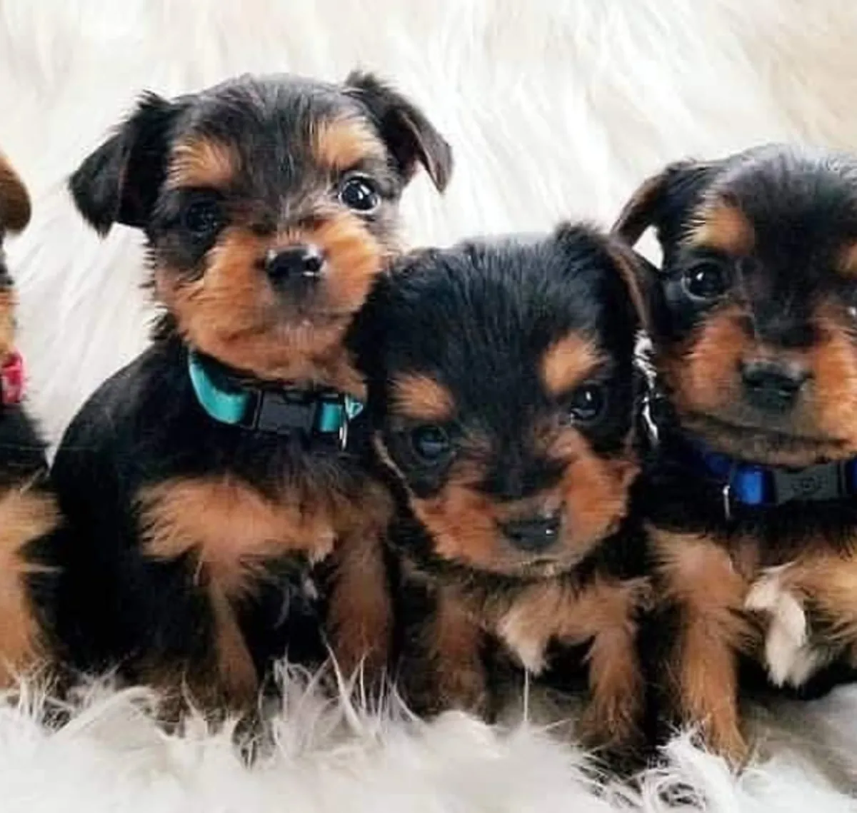 Regalo Cachorros de Yorkshire terrier adopción8