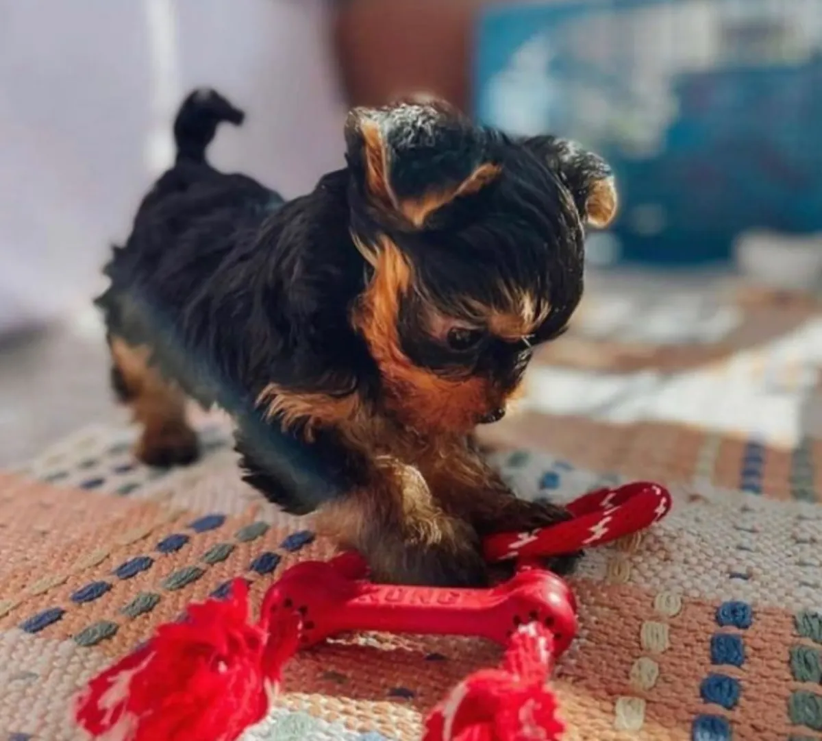 Regalo Cachorros de Yorkshire terrier adopción9