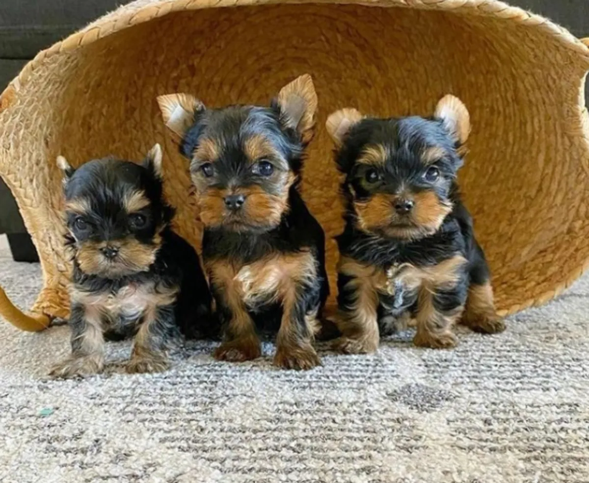 Regalo Cachorros de Yorkshire terrier adopción0