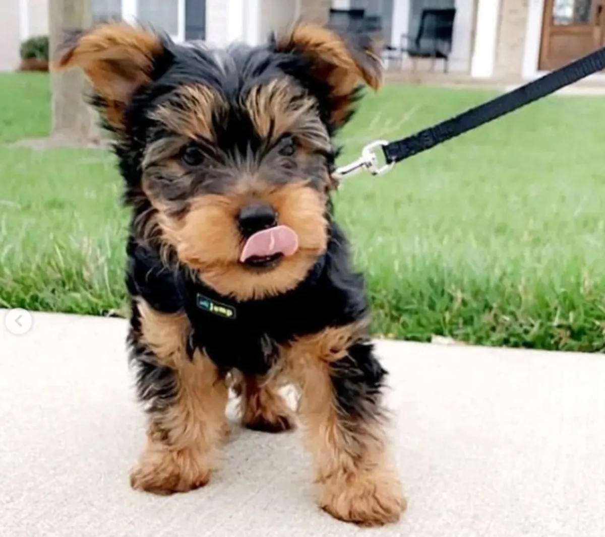 Regalo Cachorros de Yorkshire terrier adopciónq