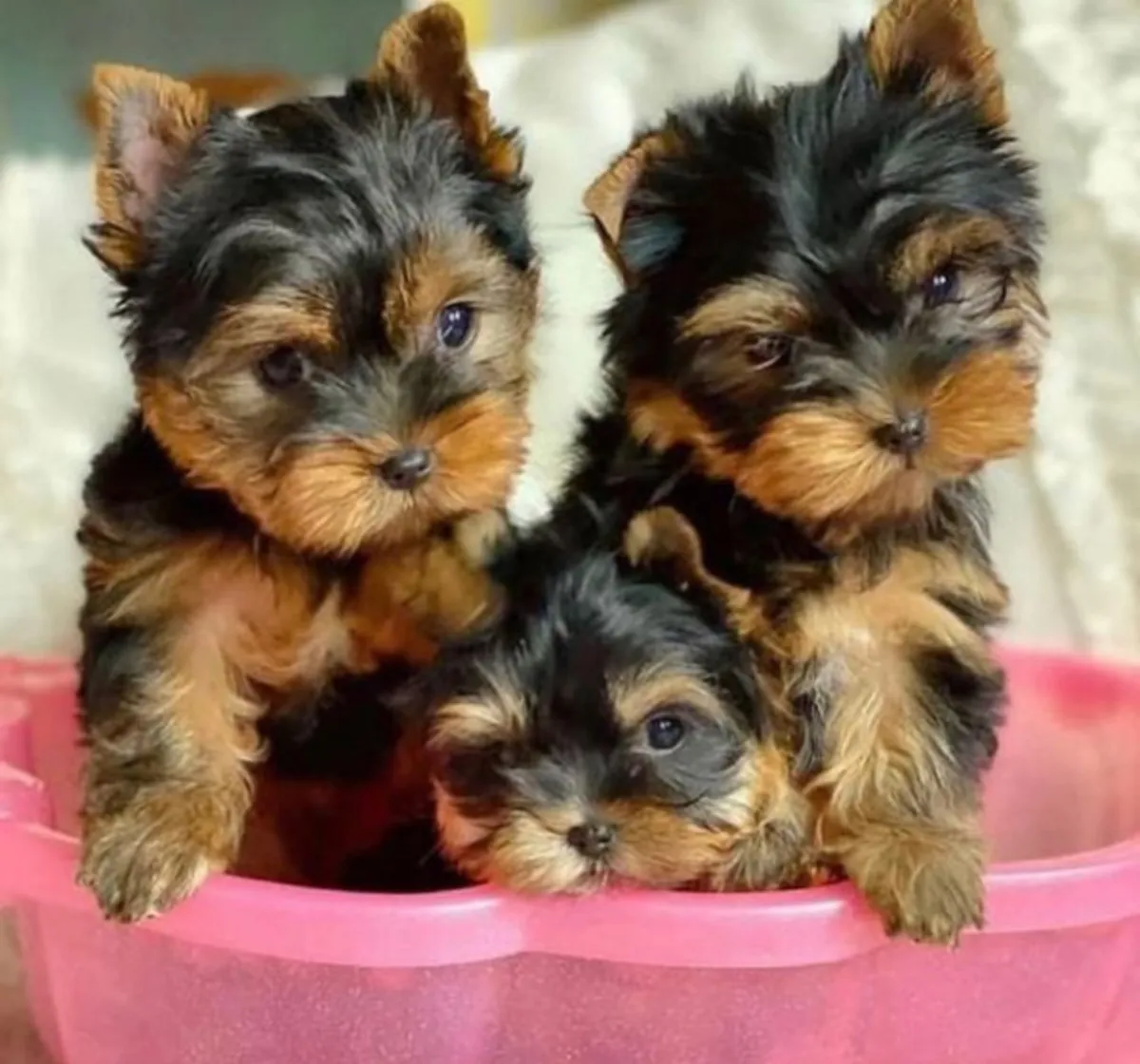 Regalo Cachorros de Yorkshire terrier adopciónw