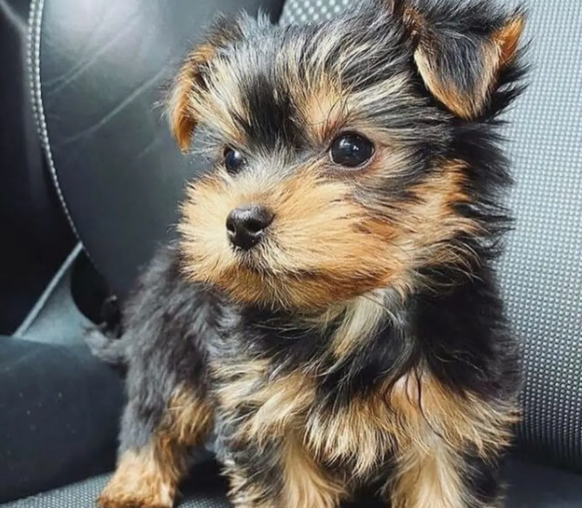 Regalo Cachorros de Yorkshire terrier adopcióne