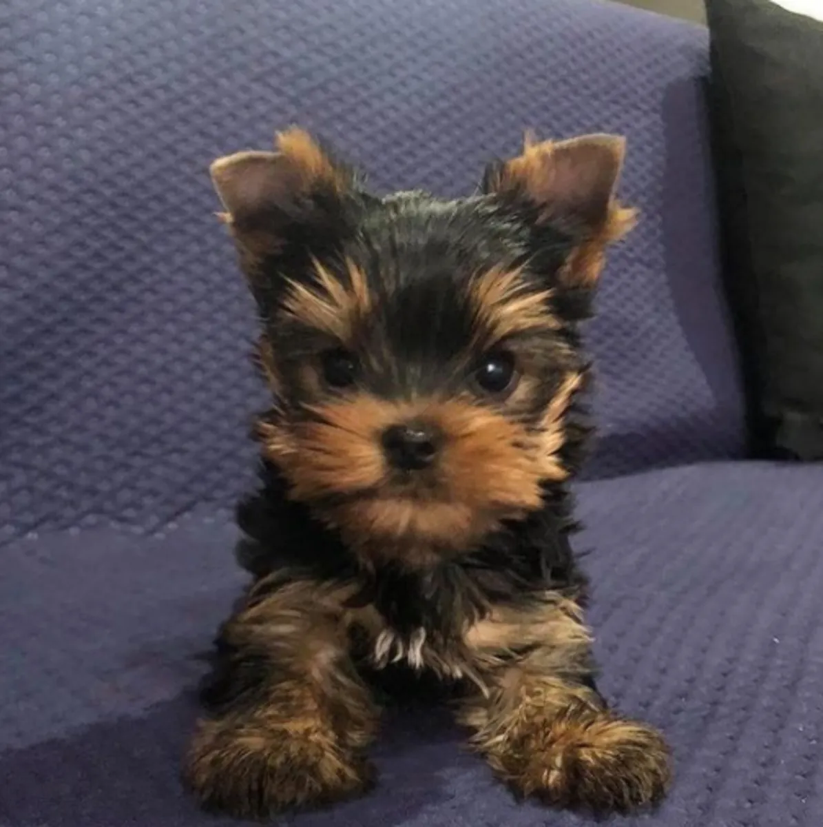 Regalo Cachorros de Yorkshire terrier adopciónr
