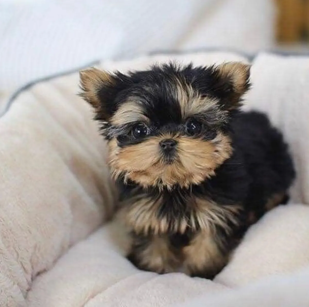 Regalo Cachorros de Yorkshire terrier adopciónt