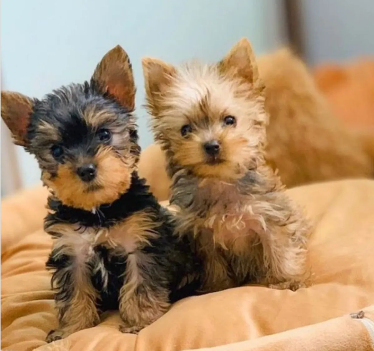 Regalo Cachorros de Yorkshire terrier adopcióna