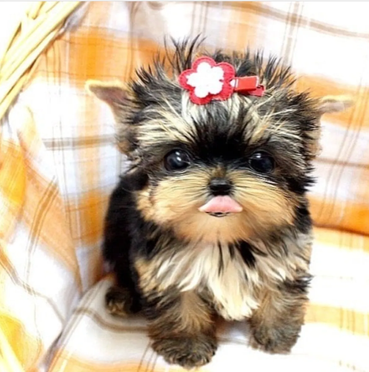 Regalo Cachorros de Yorkshire terrier adopcións