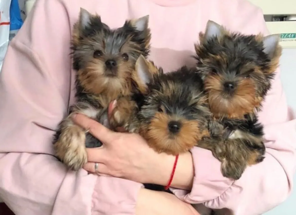 Regalo Cachorros de Yorkshire terrier adopciónf