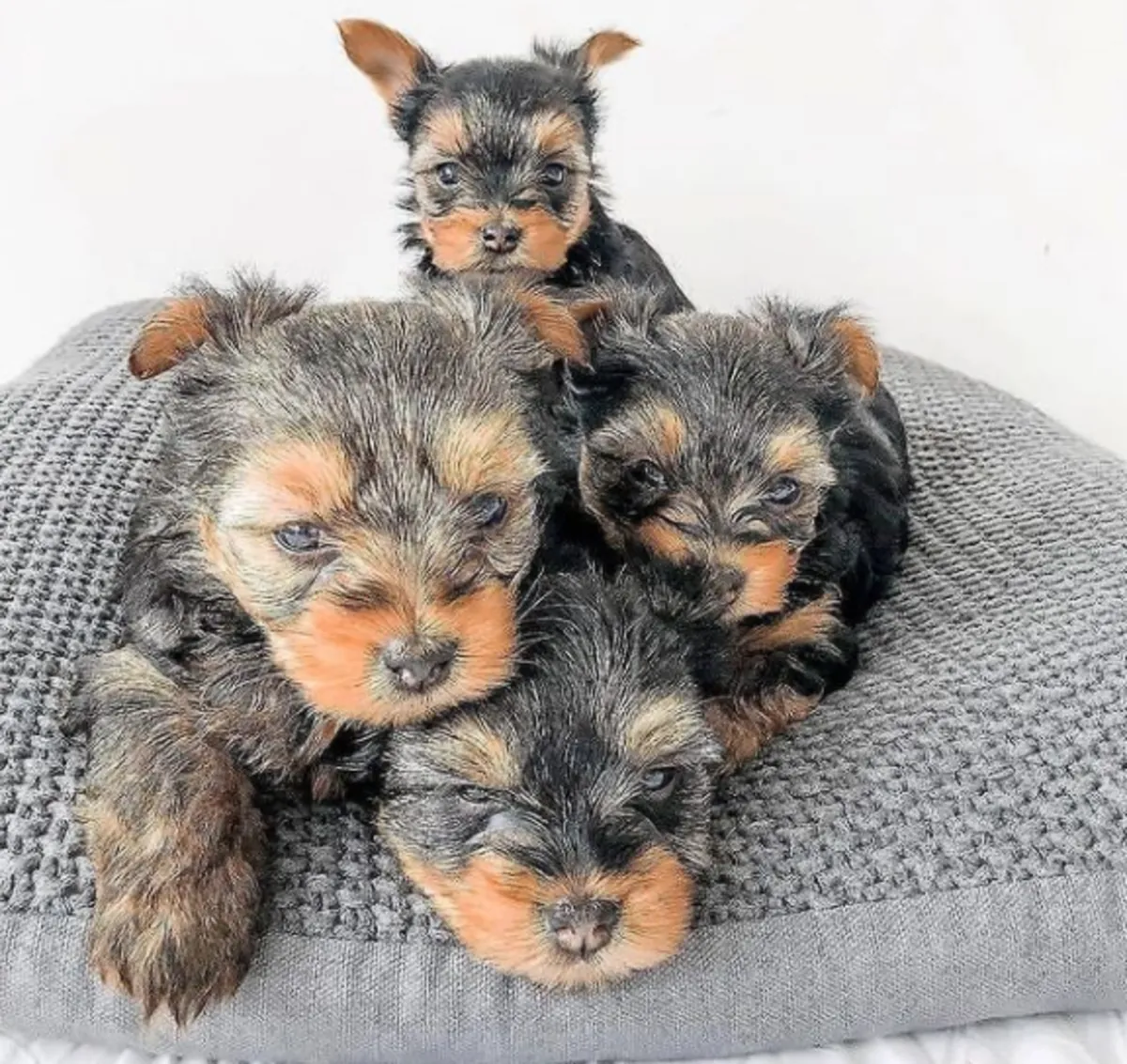 Regalo Cachorros de Yorkshire terrier adopciónh