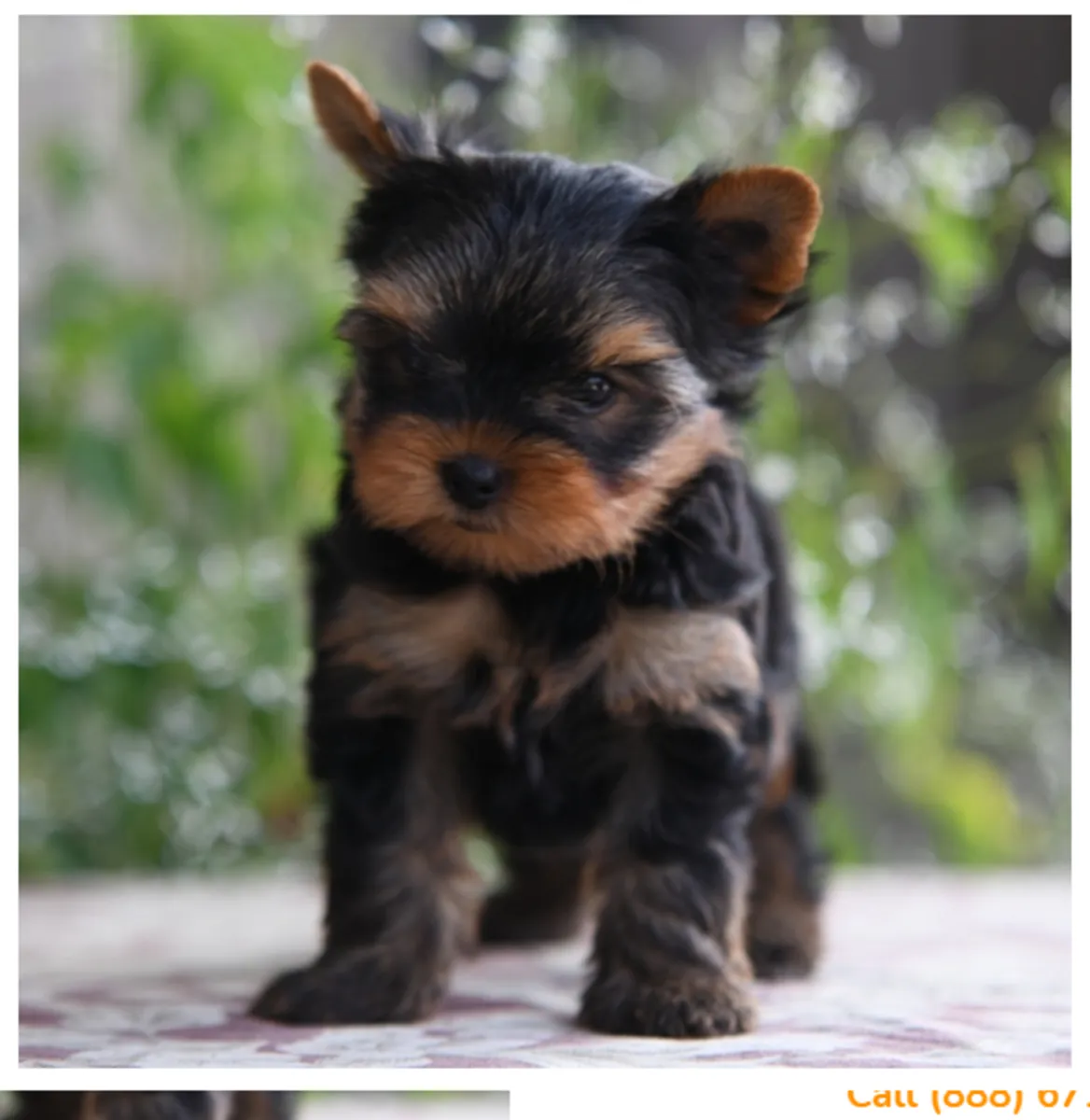 Regalo Cachorros de Yorkshire terrier adopciónz