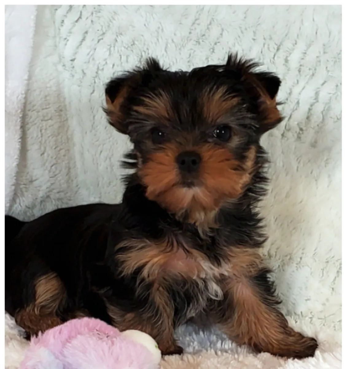 Cadeau Chiots Yorkshire Terrier à adopter