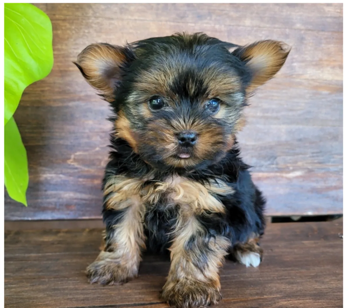 Regalo Cachorros de Yorkshire terrier adopciónm