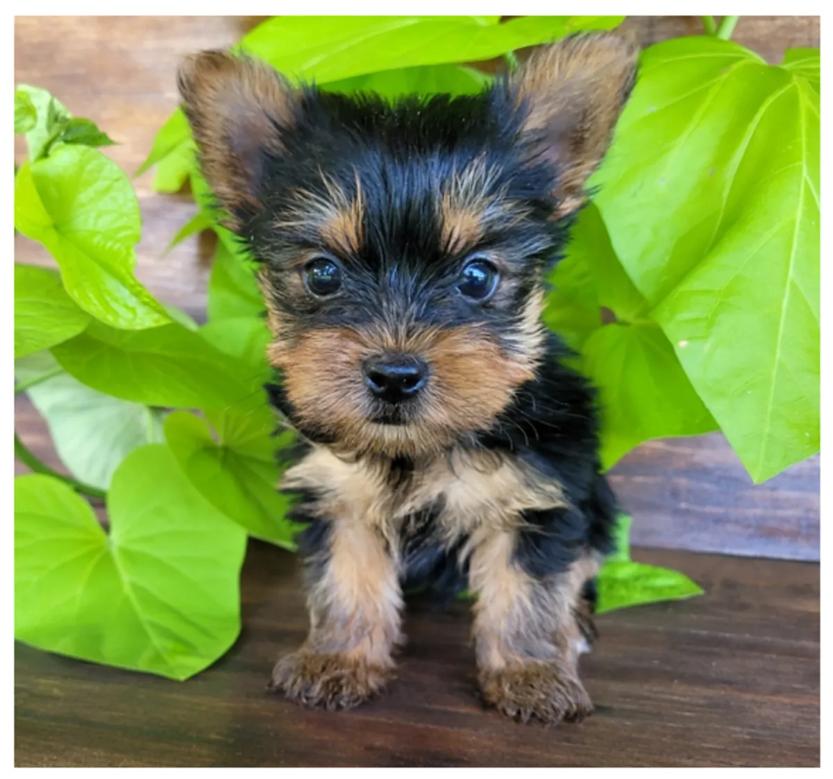Regalo Cachorros de Yorkshire terrier adopciónd