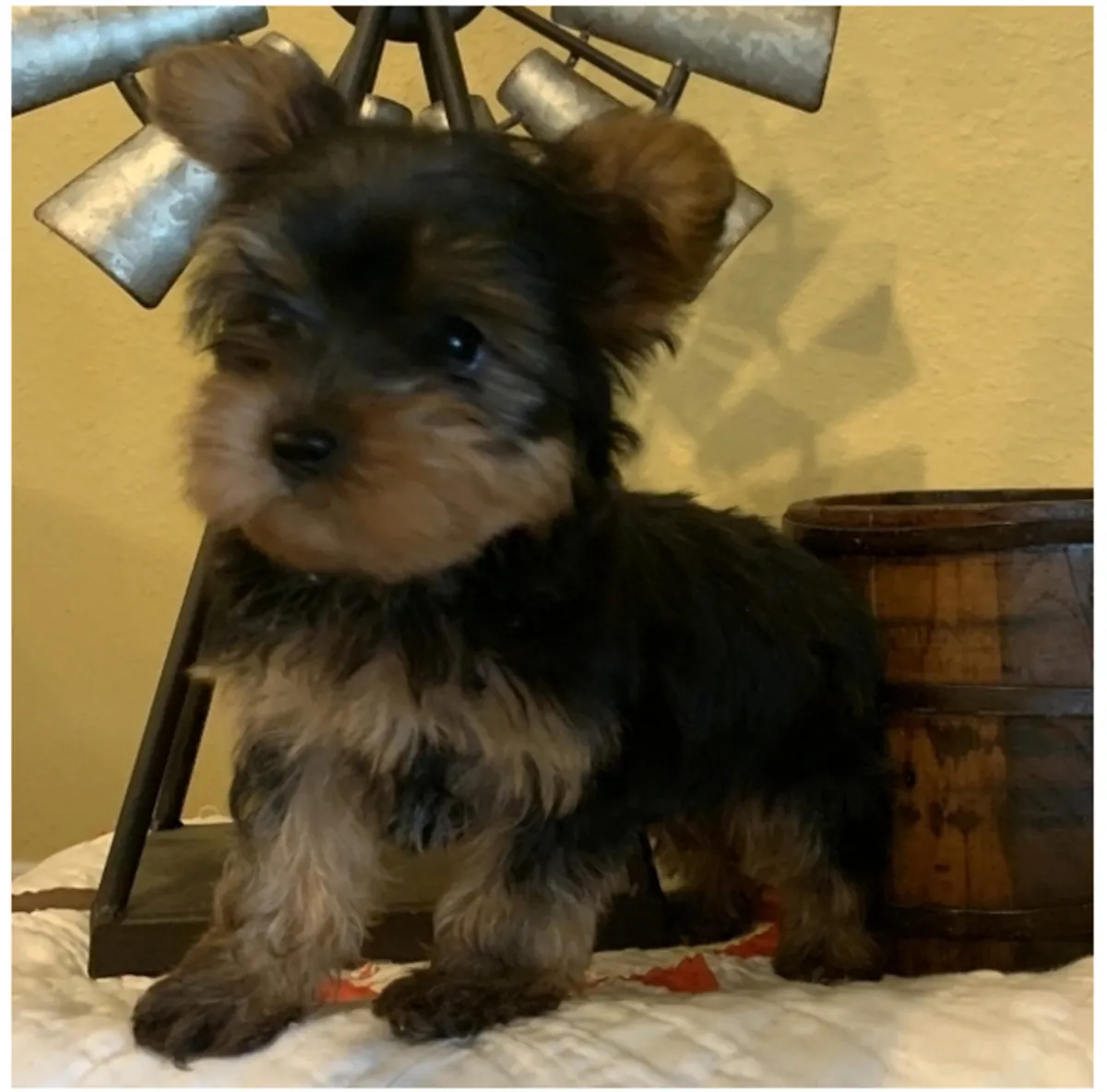 Regalo Cachorros de Yorkshire terrier adopcióng