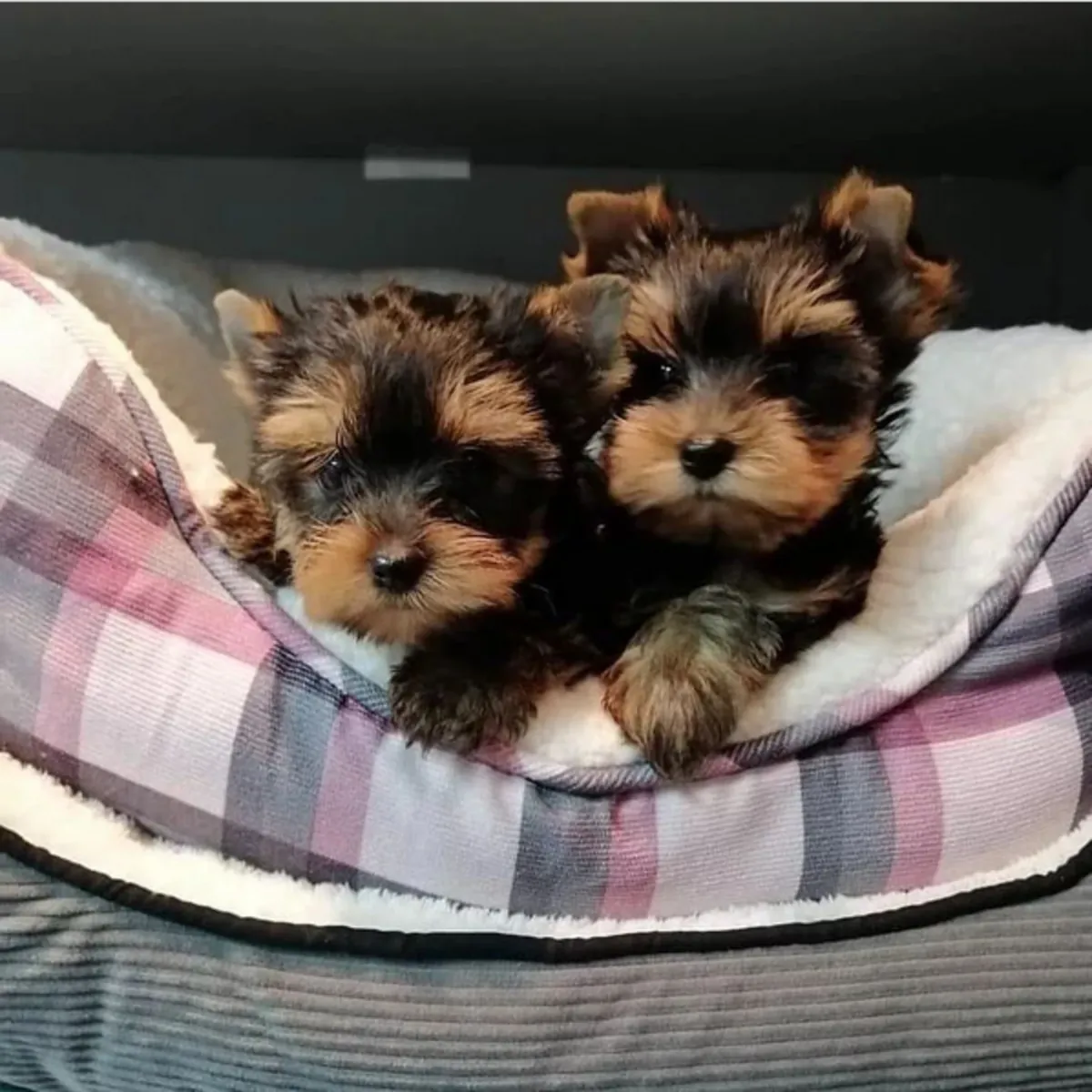 Regalo Cachorros de Yorkshire terrier adopción