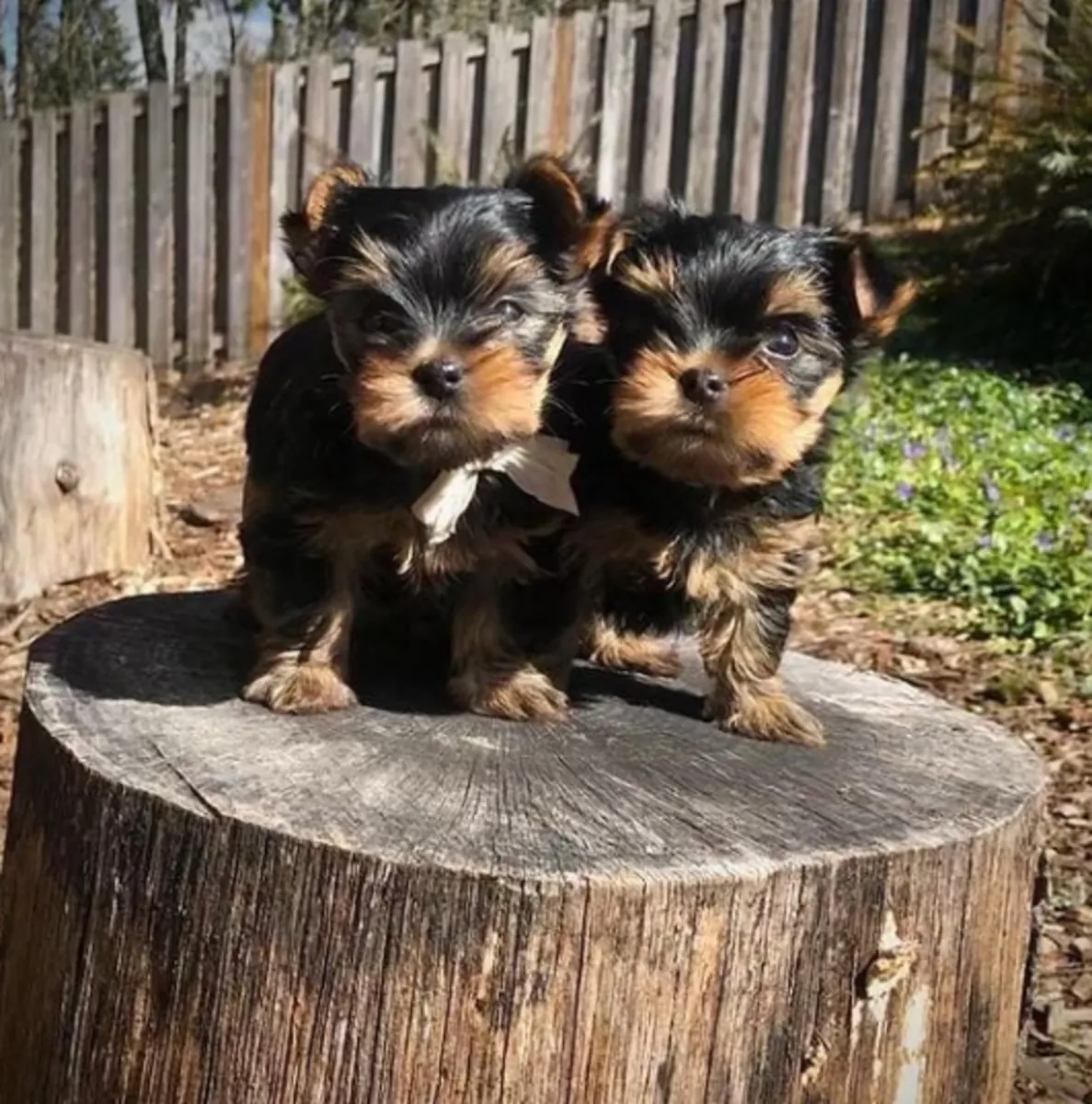 Regalo Cachorros de Yorkshire terrier adopción1q