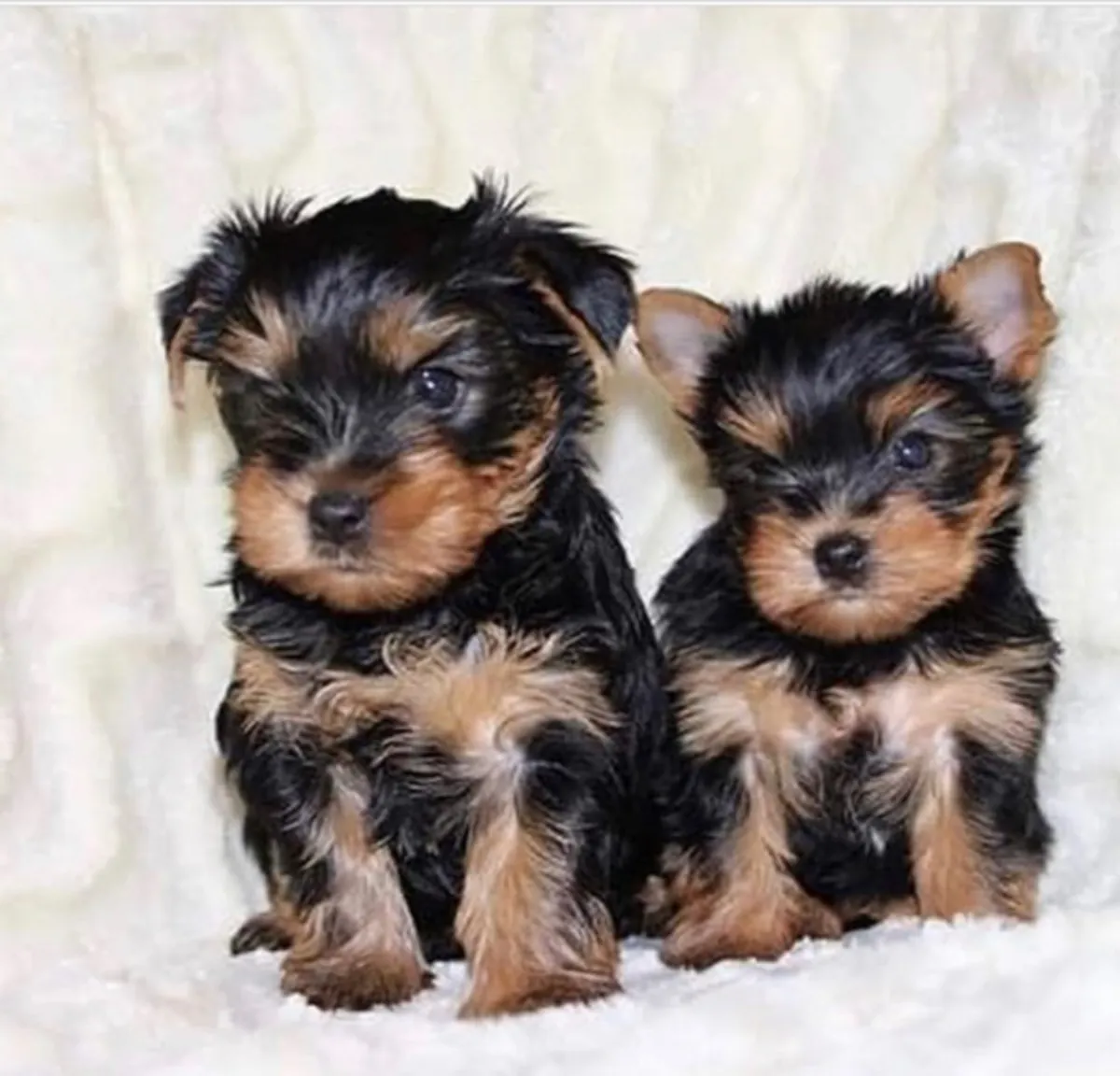 Regalo Cachorros de Yorkshire terrier adopción1e